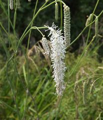 Sanguisorba parviflora