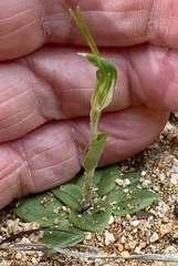 Pterostylis setulosa