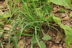 Dactylis glomerata