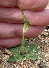Pterostylis setulosa