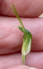Pterostylis setulosa