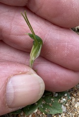 Pterostylis setulosa