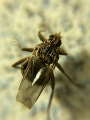 Pseudolynchia canariensis