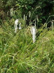 Sanguisorba parviflora