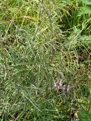Sanguisorba parviflora