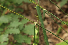 Dactylis glomerata