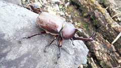 Trypoxylus dichotomus