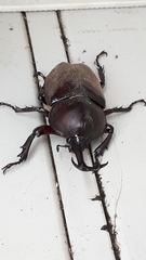 Trypoxylus dichotomus