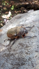 Trypoxylus dichotomus