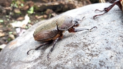 Trypoxylus dichotomus