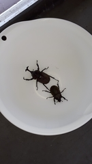 Trypoxylus dichotomus