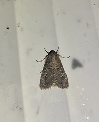 Protorthodes incincta