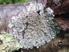 Hypotrachyna showmanii