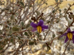 Solanum nummularium