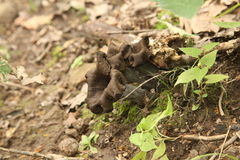 Craterellus cornucopioides