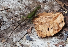 Diploderma polygonatum