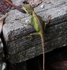 Diploderma polygonatum