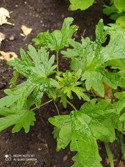 Leonurus quinquelobatus