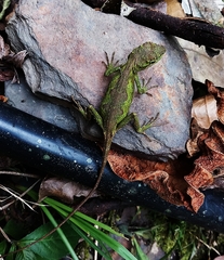 Diploderma polygonatum