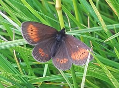 Erebia epiphron