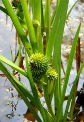 Sparganium glomeratum