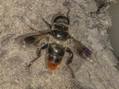 Senaspis haemorrhoa