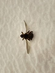 Pseudolynchia canariensis