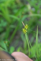 Carex flava