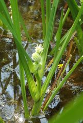 Sparganium glomeratum