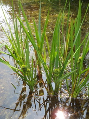 Sparganium glomeratum