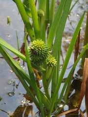 Sparganium glomeratum