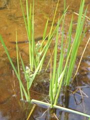 Sparganium glomeratum