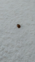 Harmonia axyridis