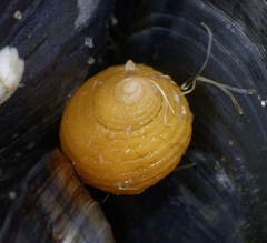Littorina saxatilis