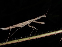 Statilia pallida