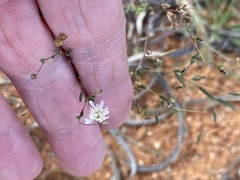 Podolepis capillaris