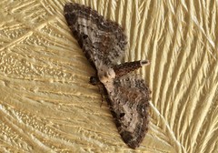 Eupithecia succenturiata