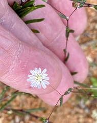 Podolepis capillaris