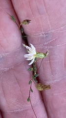 Podolepis capillaris