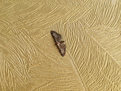 Eupithecia succenturiata