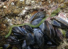 Eulalia clavigera