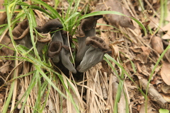 Craterellus cornucopioides