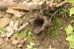 Craterellus cornucopioides