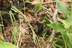 Craterellus cornucopioides