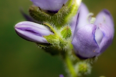 Campanula peregrina