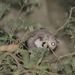 Indochinese Flying Squirrel - Photo (c) Wich’yanan L, some rights reserved (CC BY), uploaded by Wich’yanan L