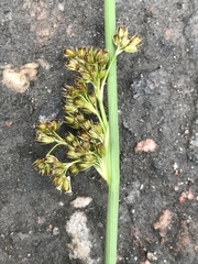 Juncus conglomeratus