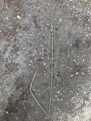 Juncus conglomeratus
