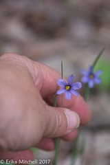 Sisyrinchium mucronatum