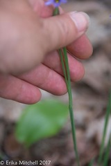 Sisyrinchium mucronatum